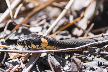 Grass snake on a background of withered leaves. The snake Natrix natrix pokes its head into the sun