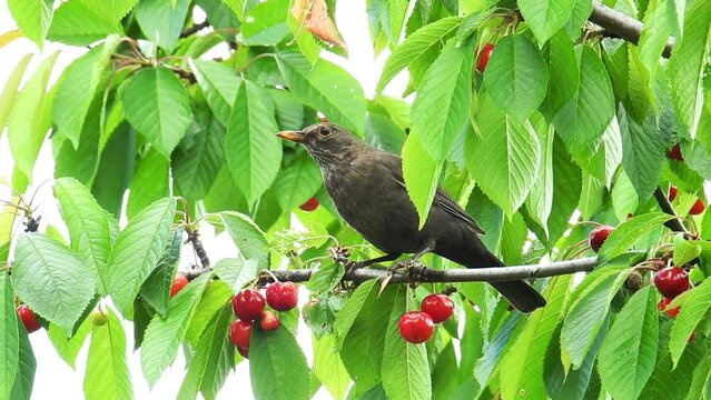 Starlin bird eats cherry at tree