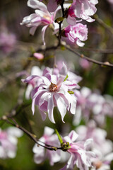Fototapeta na wymiar spring pink and white flower