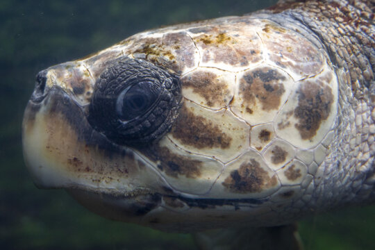 green turtle eye detail underwater