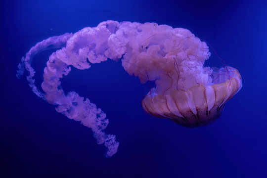 northeast pacific sea nettle chrysaora fuscescens toxic jellyfish