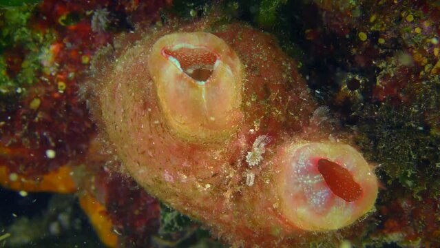 Giant pink ascidian or Red throated ascidian (Herdmania momus) opens siphons to filter seawater rich in plankton.