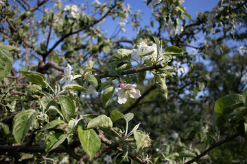 Apple blossom, branch with flowers, spring blossom. Sunny day, blurred background.