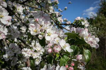 Apple blossom, branch with flowers, spring blossom. Sunny day, blurred background.