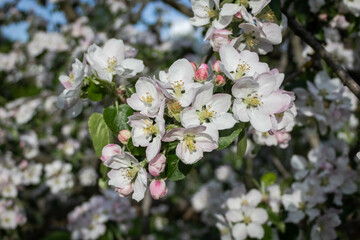 Apple blossom, branch with flowers, spring blossom. Sunny day, blurred background.