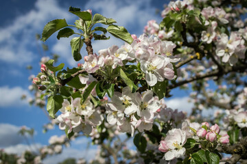 Apple blossom, branch with flowers, spring blossom. Sunny day, blurred background.