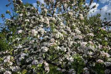 Fototapeta na wymiar Apple blossom, branch with flowers, spring blossom. Sunny day, blurred background.