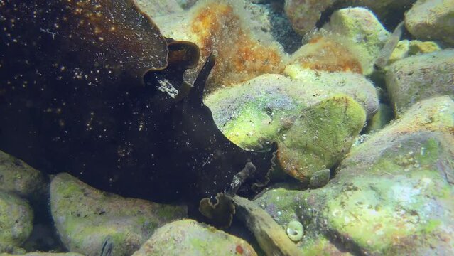 Mottled sea hare or Black seahare (Aplysia fasciata) slowly crawls in shallow water in search of food, close-up.