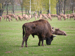 close-up portrait of a bison in the zoo