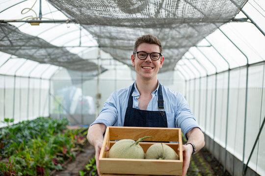 Farmer holding cantaloupe in green house.