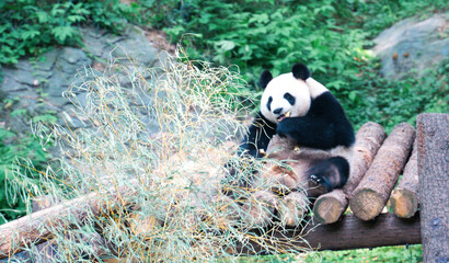 panda eating bamboo © Richard Zhang