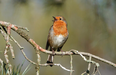 A European robin singing whilst perched on a branch in the morning light. 