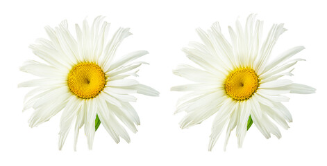 One white daisy flower isolated on a white background.