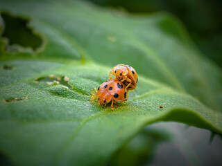 ladybird on a leaf