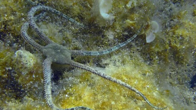 Brittle Star lies on seabed overgrown with brown algae, then slowly crawls out of frame, close-up. Mediterranean.