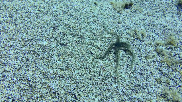 Common brittle star (Ophiothrix fragilis) crawls along the sandy bottom in shallow water. 