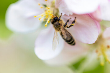 Bees produce honey, which is vital in nutrition and medicine.