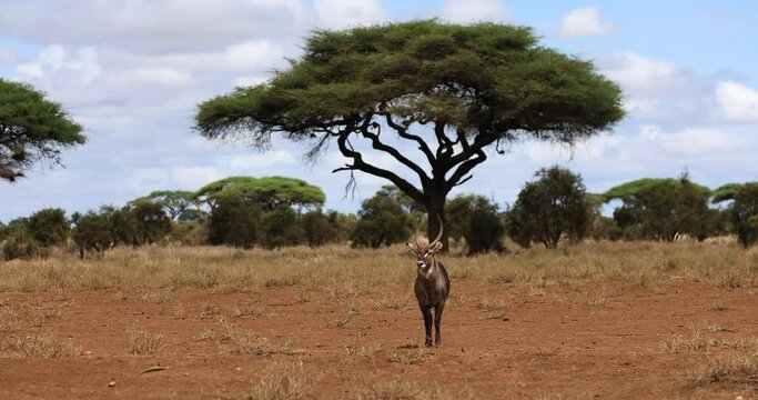 A waterbuck is resting in the savannah