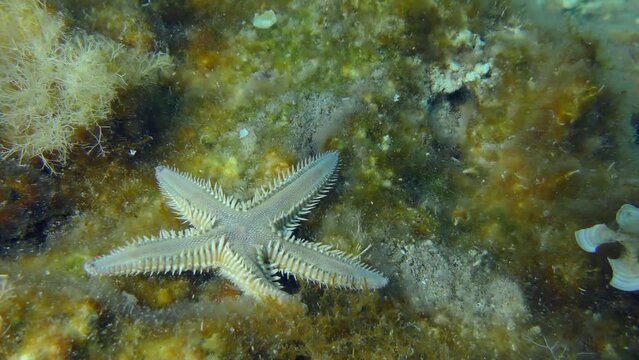 Slender sea star or Sand Starfish (Astropecten spinulosus) creeps along the bottom overgrown with brown algae. Mediterranean.
