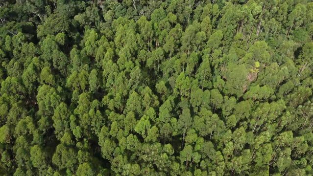 large eucalyptus plantation for pulp production on farm in the interior