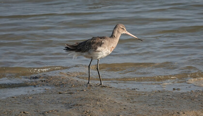 A black-tailed godwit standing at the edge of a river. 
