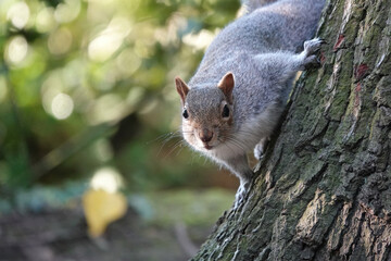 A selective focus shot of a grey squirrel climbing down the side of a tree.  