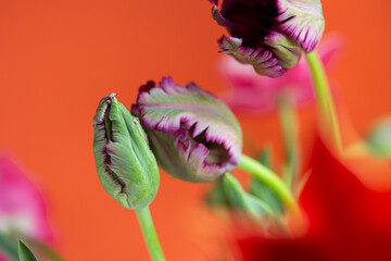 Closeup photography of purple tulip heads with water drops on it.
