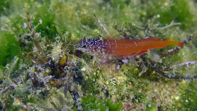 Bright red male Black Faced Blenny (Tripterygion melanurum) inspects the surroundings on a rock overgrown with green algae, close-up. Mediterranean, Greece.