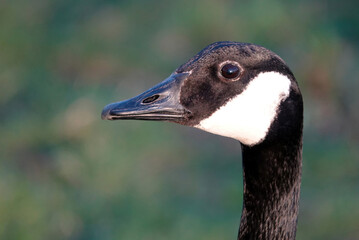 A close-up profile shot of a Canada goose. 