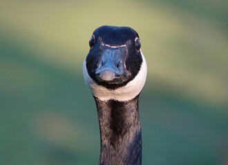 A close-up shot of a Canada goose looking directly at the camera. 