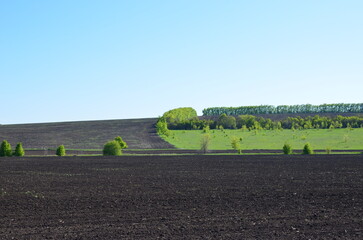 the spring field is sown with wheat.a good harvest is expected.