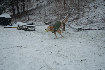 Yellow Labrador retriever 