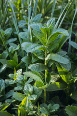 mint sprout close-up in the garden. photos with a shallow depth of field