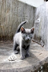 A small gray kitten on a wooden chair background on a farm