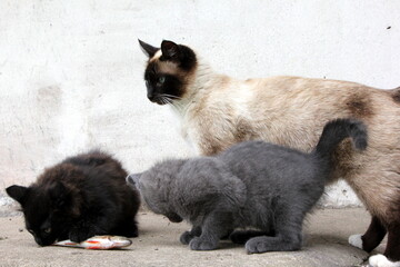 Siamese cat mom with Little gray kitten and black kitten playing with fish on the farm