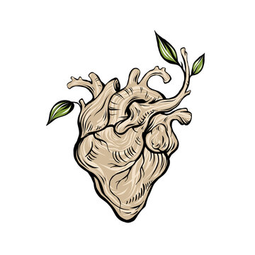 Anatomical wooden heart illustration. Abstract romantic sign, nature love concept. Line art, print, tattoo sketch.