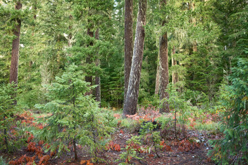 Green spruce forest in central Oregon in autumn.