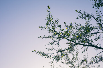 cherry, cherry, plum trees blooming in spring close-up. Photos with a shallow depth of field.