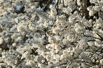 Cherry plum in bloom, fruit tree with lush bloom during sunny spring day