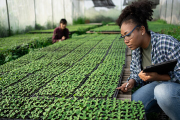 Beautiful African American organic vegetable garden owner with black skin.Standing smiling holding tablet with team farmers Help take care of seed plots in the greenhouse.Modern Agricultural,harvest. - Powered by Adobe