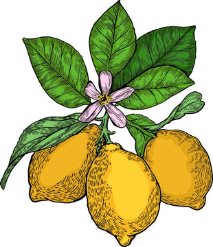 lemons, leaves, flower, botanical drawing clip art preview