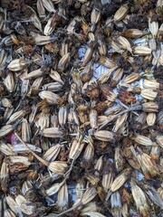dried fish background
