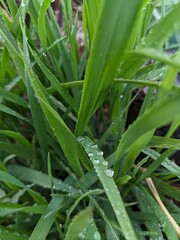 aloe vera plant