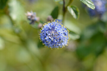 Creeping Blue Blossom