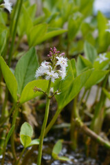 Common bogbean