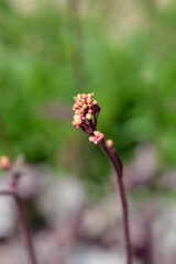 Prince of Silver Coral Bells