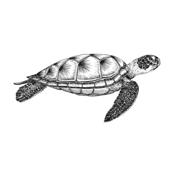 Sea Turtle Line Drawing Images – Browse 3,883 Stock Photos, Vectors, and  Video | Adobe Stock