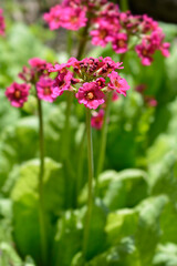 Japanese Primrose Millers Crimson