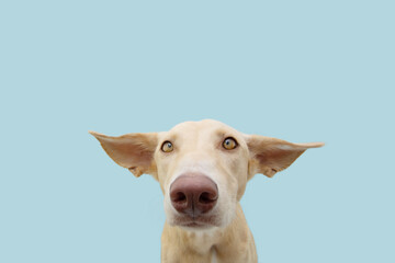 Puppy dog with sad  and afraid expression face and ears flattening. Isolated on blue pastel background