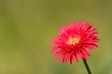 Obraz premium red dahlia flower in the garden